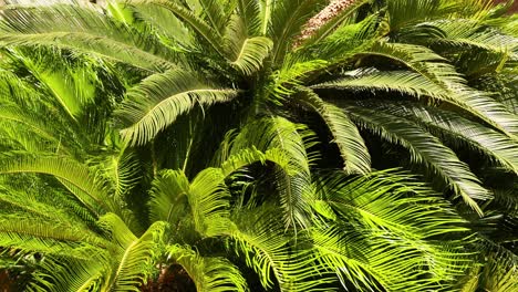 las exuberantes palmeras verdes se balancean en monte carlo