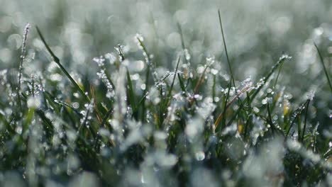 white frost covered green grass. video dolly shot