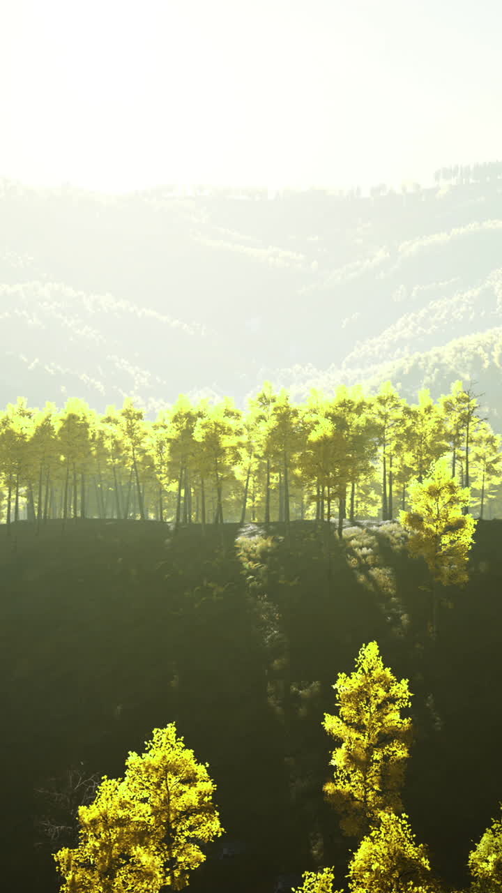Sunlight dances over a serene forest landscape at dawn