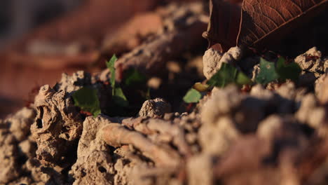 a group of ants carrying cut leaves along the ground in minca, colombia