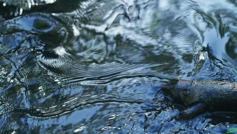 Agua-De-Arroyo-Que-Fluye-De-Cerca