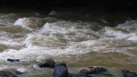 water flows in the river in the national park_slow motion hd video