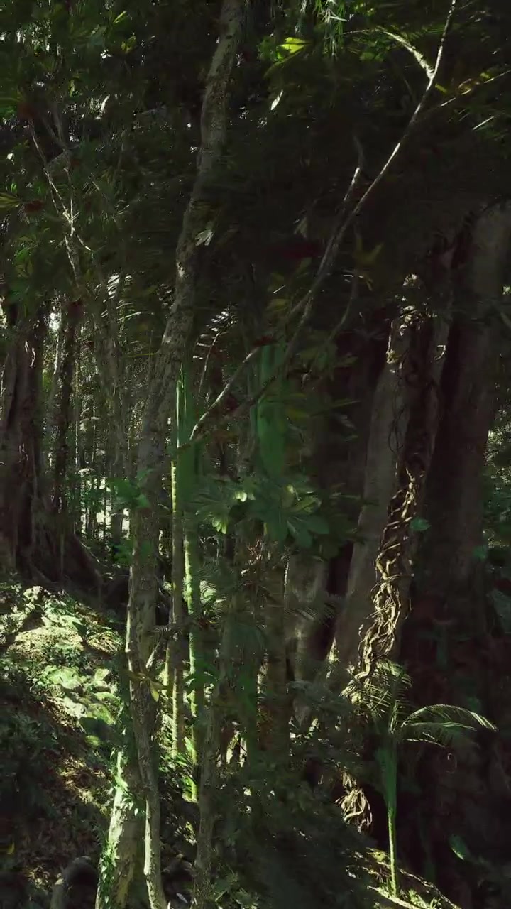 Alberi alti si ergono in una fitta area forestale
