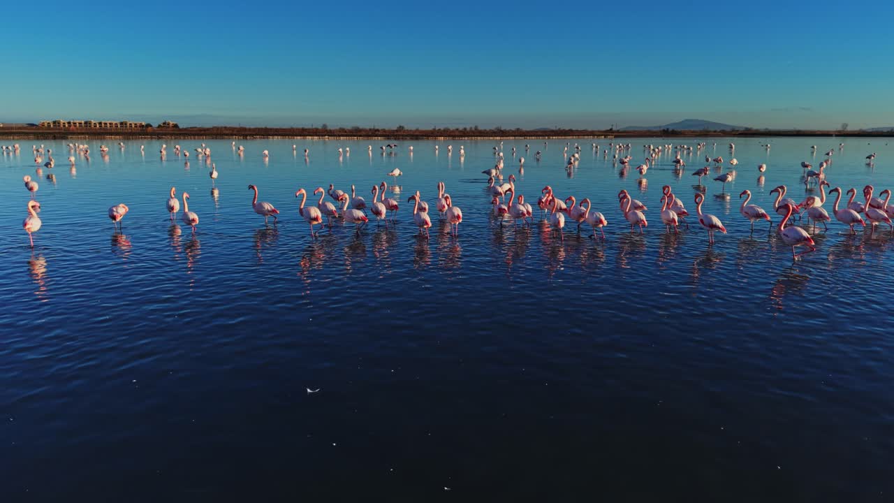 Flamingos wade in calm water under blue sky during golden hour in wetland