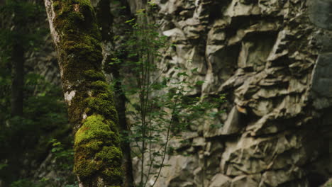 Forest-tree-trunk-covered-with-green-moss,-slate-rock-cliff-behind