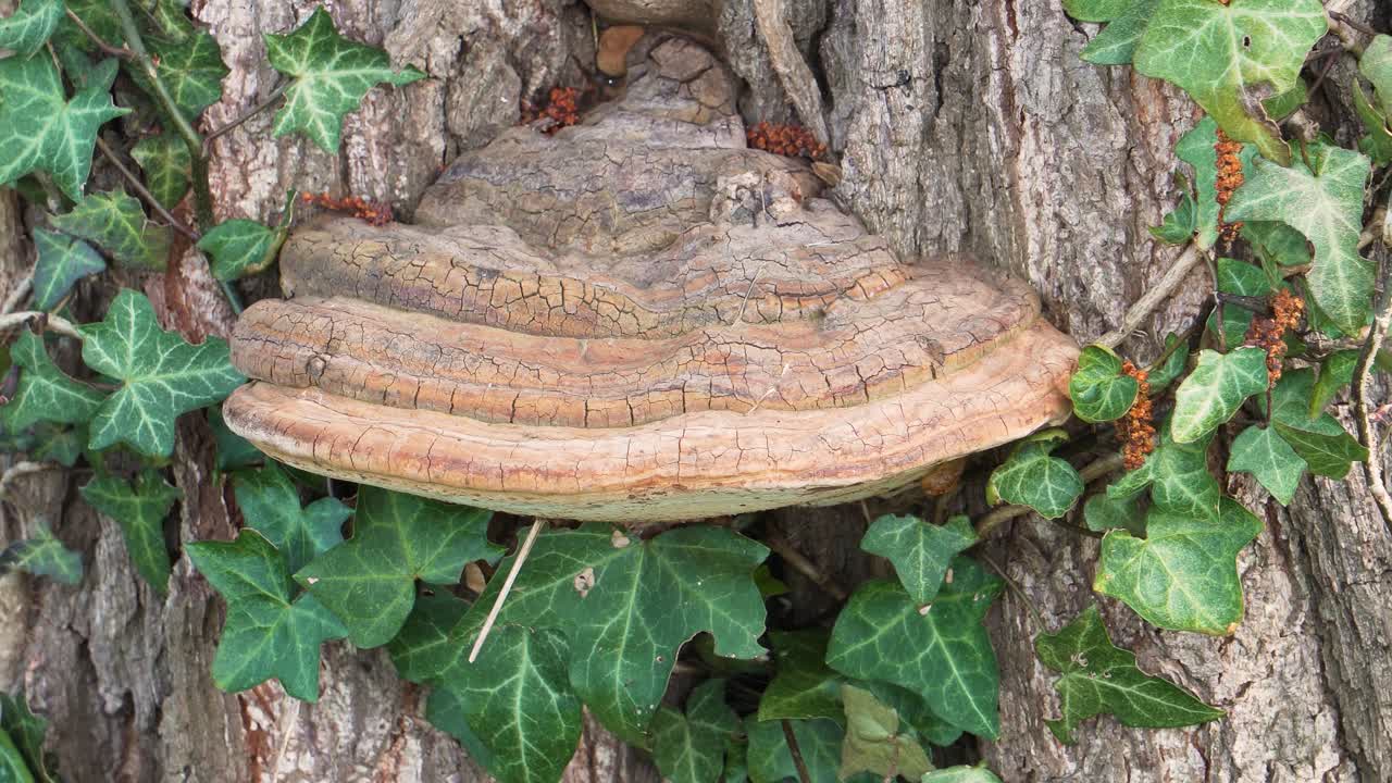 아티스트 브래킷, ganoderma applanatum 균류에 4k 클로즈업, 여전히