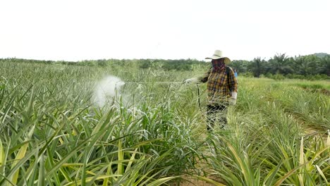 fumigación de fertilizantes en una granja de piñas en tailandia
