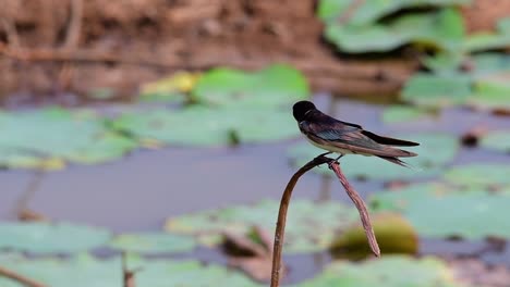 Un-Pequeño-Pájaro-De-Rápido-Movimiento-Que-Se-Encuentra-En-Casi-Todas-Partes-Del-Mundo,-La-Mayor-Parte-Del-Tiempo-Volando-Para-Atrapar-Algunos-Insectos-Pequeños