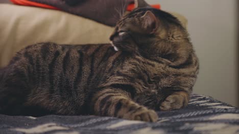 un gato atigrado soñoliento descansando en la cama dentro de la habitación - primer plano