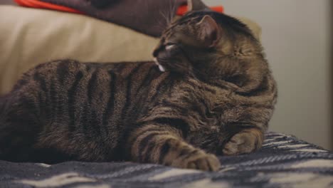 a sleepy tabby cat resting on the bed inside the room - close up shot