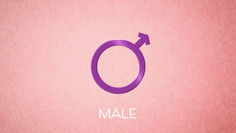 animation of male gender symbol, on pink background