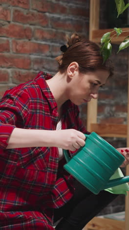 concentrated woman in red checkered shirt waters potted ficus tree at home. caring plant in domestic garden. exotic houseplant in room interior