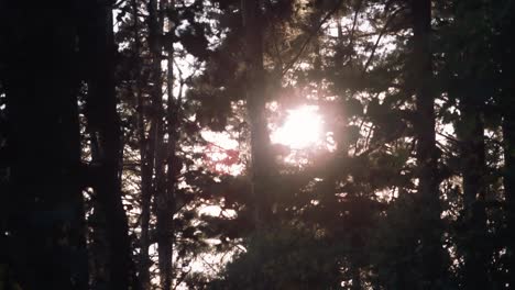 el sol brilla a través de los árboles