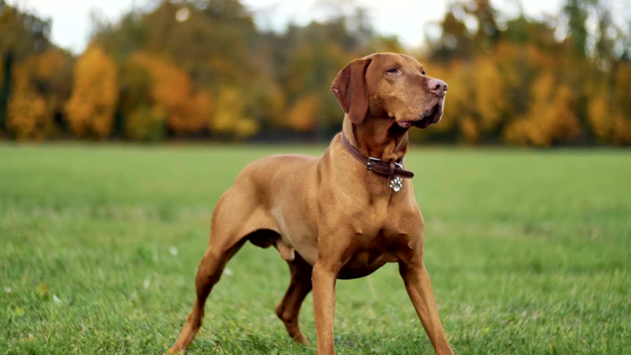 hermoso perro vizsla en el parque de otoño