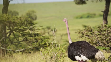 slow motion shot of ostrich close up details of flightless bird in maasai mara national reserve, african wildlife in kenya, africa safari animals in masai mara north conservancy