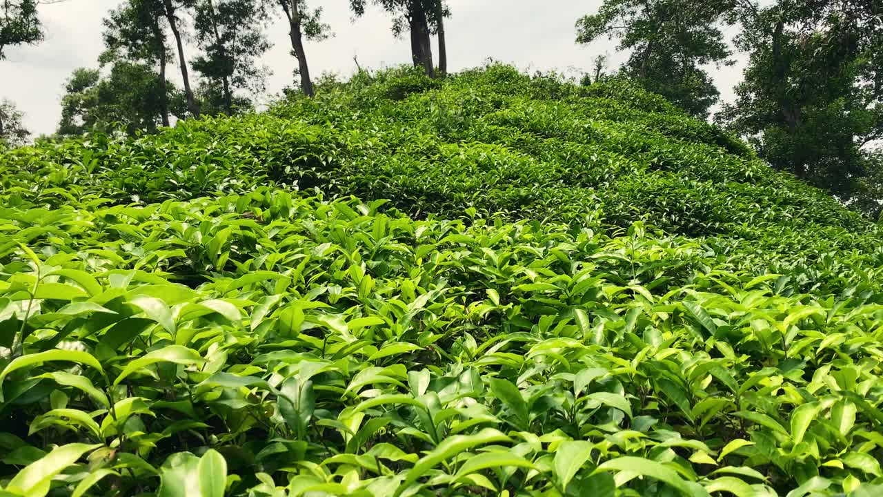 Malnicherra Tea garden with fresh green tea leaves in Sylhet, Bangladesh