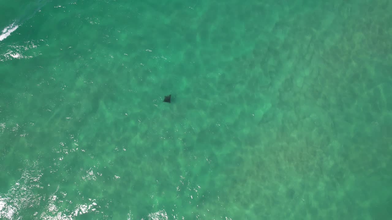 비치 - 골드 코스트 - 즐랜드 qld - 오스트레일리아 - 드론 촬영