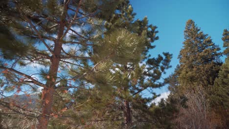 Walking-in-the-woods-between-trees-in-winter