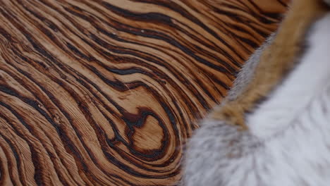 close-up of fur and wood grain