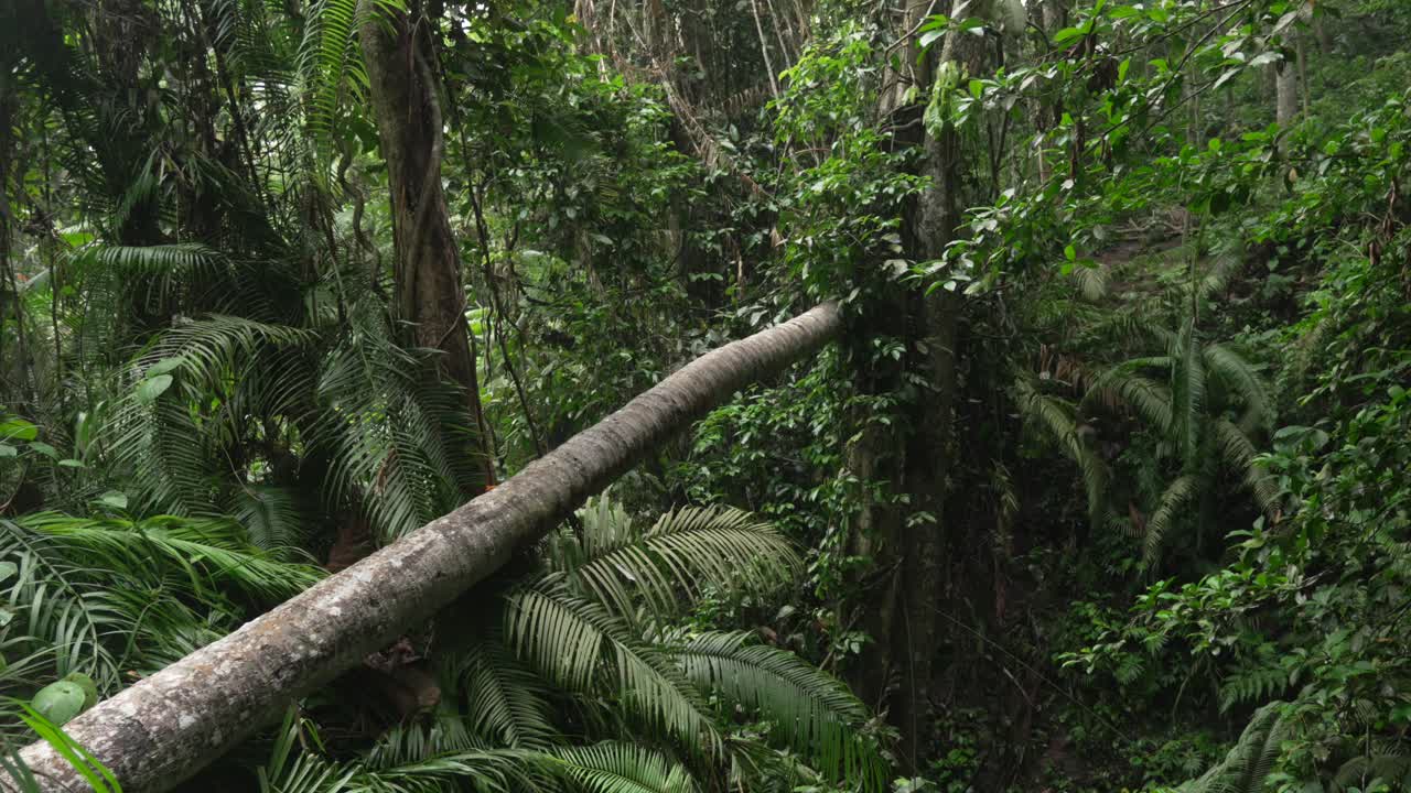 Fallen tree in lush dense jungle rainforest of Ubud Bali Indonesia green landscape