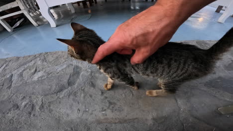 a tourist plays with a greek wild cat, stroking it, beautiful fur