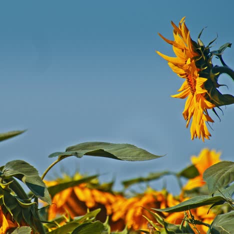 magical scene of vivid yellow sunflowers