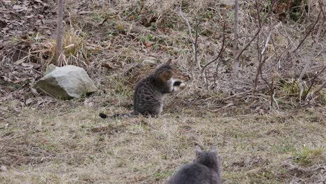 due giovani gatti domestici giocano fuori