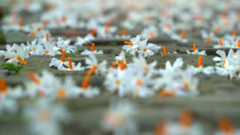 Night-jasmine,-Seuli-or-Shefali-flower-is-symbol-flower-of-saradiya-or-Durga-Puja-festival-in-autumn-season