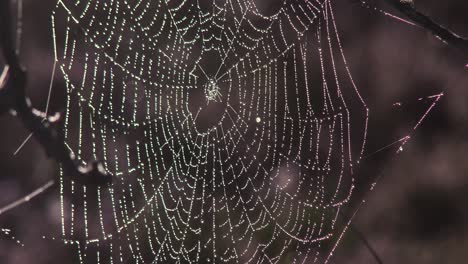 Una-Telaraña-Cubierta-De-Rocío-A-Primera-Hora-De-La-Mañana-Moviéndose-Suavemente-Con-La-Brisa,-De-Cerca