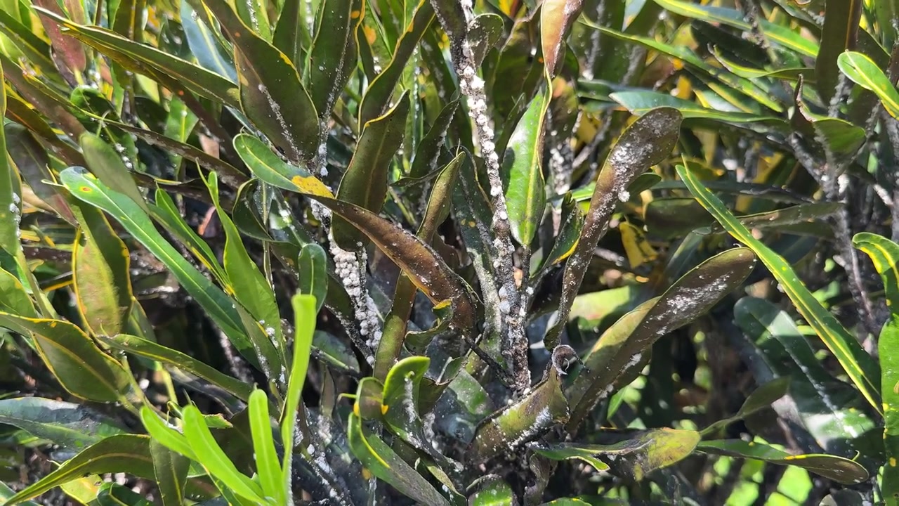 Primo piano di infestazione di cocciniglie sulle foglie di una pianta di croton