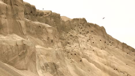 gran colonia de golondrinas establecida en las paredes de un montículo de arena