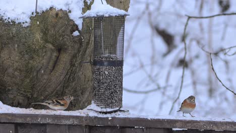two eurasian chaffinches eat seeds side by side on snowy fence in winter, calmly feeding in cold
