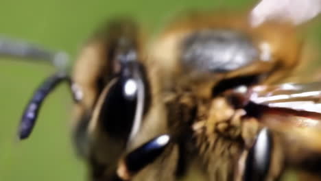 close-up macro shot of a bee