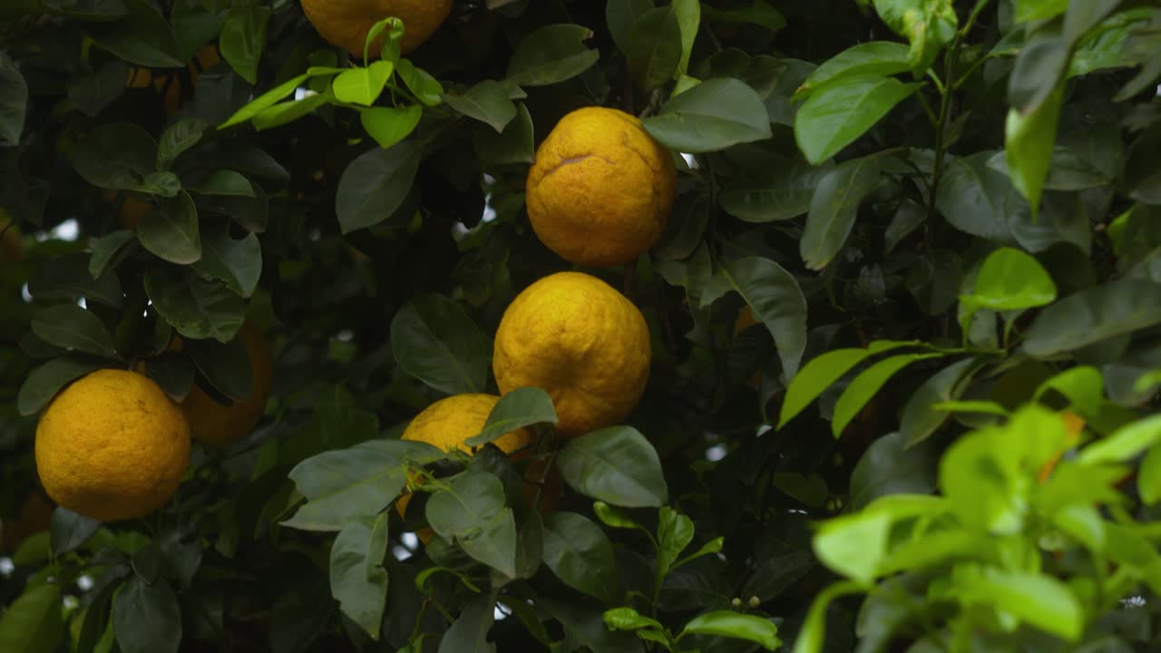 una naranja es un fruto de varias especies de cítricos de la familia de las rutas. se refiere principalmente a citrus x sinensis, que también se llama naranja dulce.
