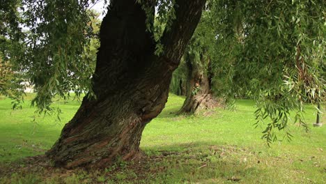 Two-Old-Thick-Trees