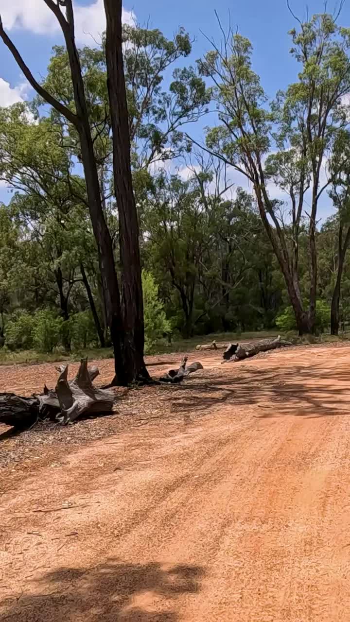 camino de tierra a través del paisaje boscoso australiano