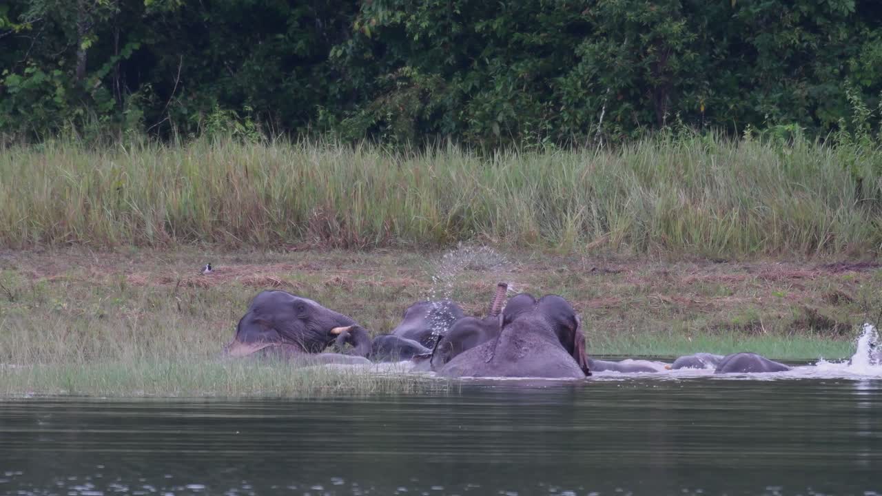 los elefantes asiáticos están en peligro y esta manada se divierte jugando y bañándose en un lago en el parque nacional khao yai