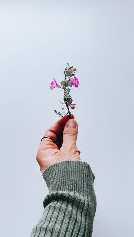 una pequeña flor rosa sostenida en la mano