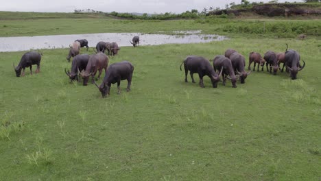 Reveal-shot-of-traditional-water-buffalo-grazing-at-pond-Indonesia,-aerial