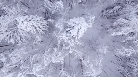 dolly-sideways-left-to-right-with-top-down-views-of-alder-and-spruce-trees-in-Switzerland