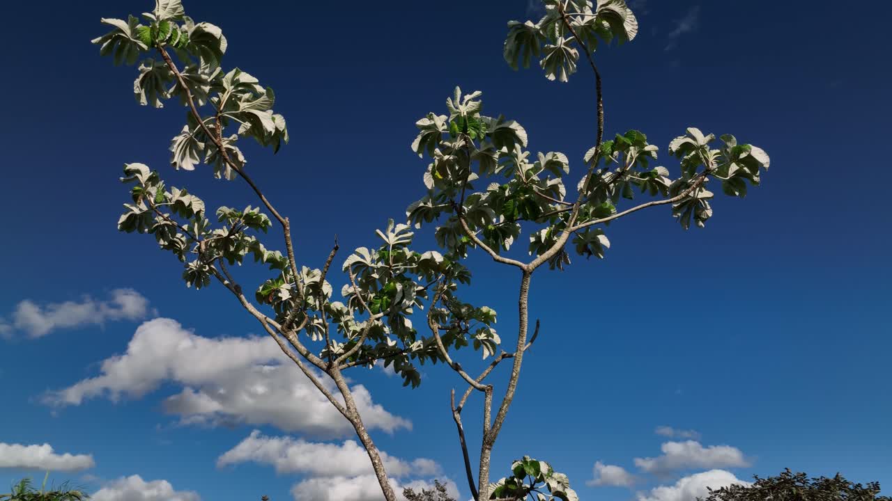 3 가까운 볼리비아의 정글 린포레스트와