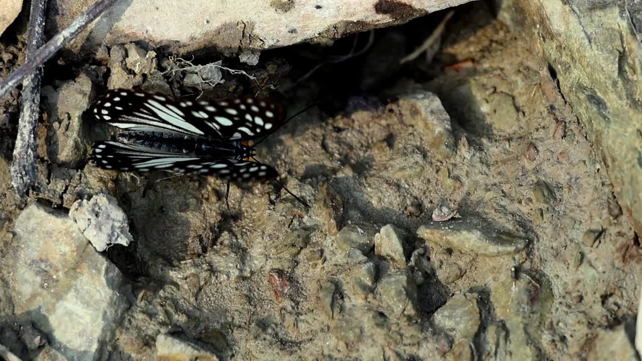 Filmato ravvicinato al rallentatore di Parantica aglea e Hestina persimilis che si abbeverano su terreno umido durante la stagione dei monsoni nello Himachal Pradesh, India.