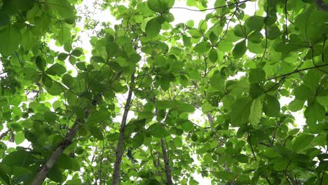 Ein-Wald-Aus-Teakbäumen-Hat-Neue-Blätter-Hervorgebracht