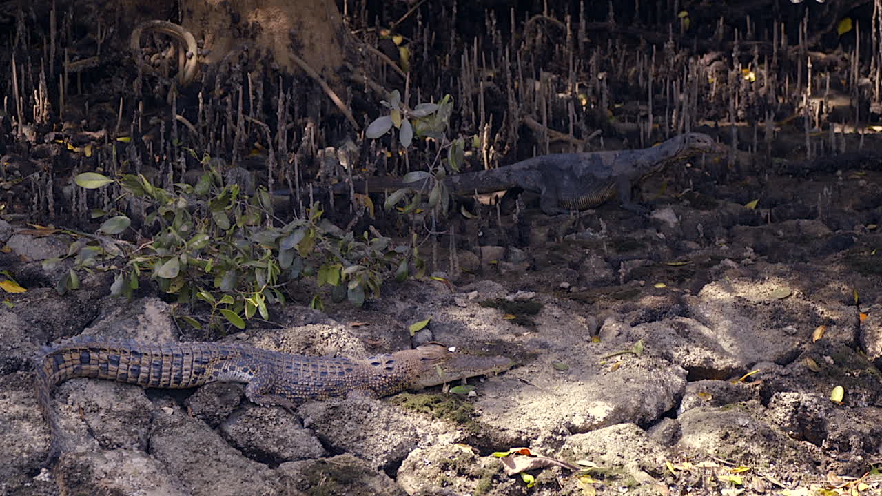el lagarto monitor y el cocodrilo - una batalla entre la presa y el depredador - plano general