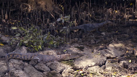 el lagarto monitor y el cocodrilo - una batalla entre la presa y el depredador - plano general