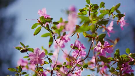pink azaleas in bloom