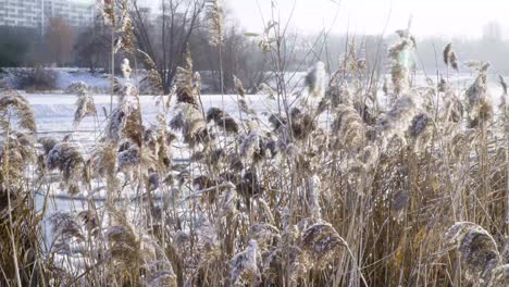 cane grass next to the river in the city during winter frosty day