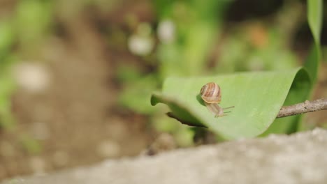 Caracol-Moviéndose-Sobre-Una-Hoja-Verde