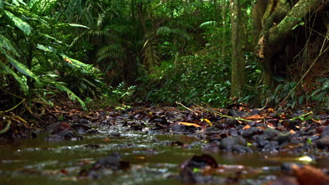 slow motion shot of a fresh water stream winding through the dense rainforest