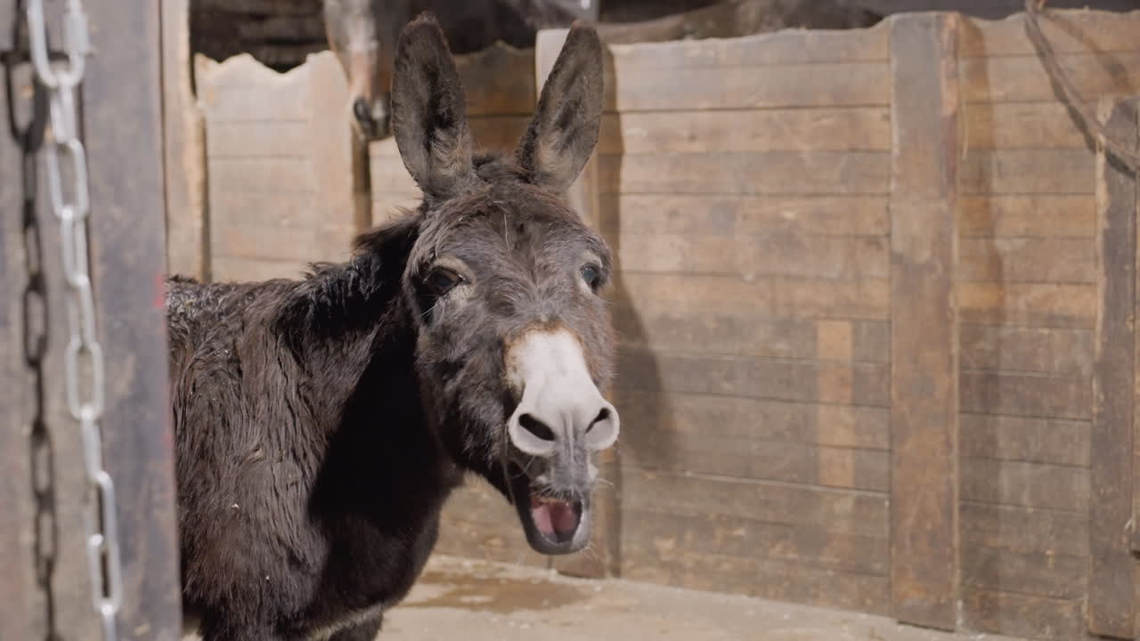 Asino in una stalla di legno raglia forte. L'equino grigio ispido sbircia dalla stalla con la bocca aperta che mostra i denti e le orecchie espressive. Una catena sull'ingresso, pareti rustiche della stalla illuminate dal sole. Un ritratto spontaneo che cattura il lato comico.